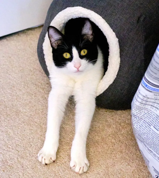 sachikoko's tweet photo. 🙏🏽PLZ SHARE
💓Sweet 7YO Black &amp; White Kitty "SPOT"💓
📣Waiting since May 2021 For A🏘 #FureverHome🏘
▶4 INFO https://t.co/5Rc5Jcdr33
📹https://t.co/tH04SEELJ8
🙏🏽#AdoptDontShop #AdoptMe
#Acampo, #CA #SanJaoquinCounty #Lodi
✅Cats @AdoptRescueCats #ForgottenSoulsHour #US #Cats https://t.co/h00KIxUOVF