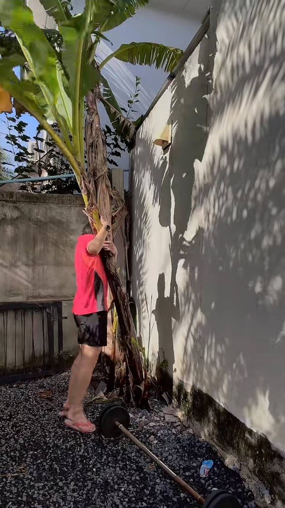 jaynect's tweet photo. Nooooooo!!!!! Save BOB the banana tree! #OatPasakorn is being mean to him again 🥹🤭

Scold him here… 
https://t.co/29AOsmibjb 

#SaveBOBthetree https://t.co/DD9zfj8dGO