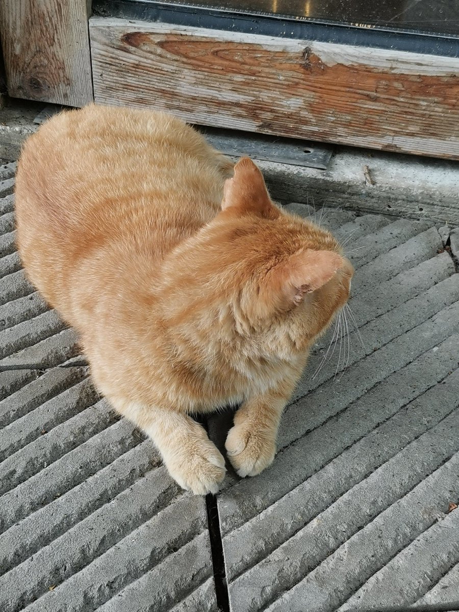 marcela1203's tweet photo. Just spent 10 mins staring at the office cat napping on the windowsill—way more interesting than this meeting agenda. Weekly productivity: 5%. Daily mood: 100% cat naps.， https://t.co/PrUrJE9PMh