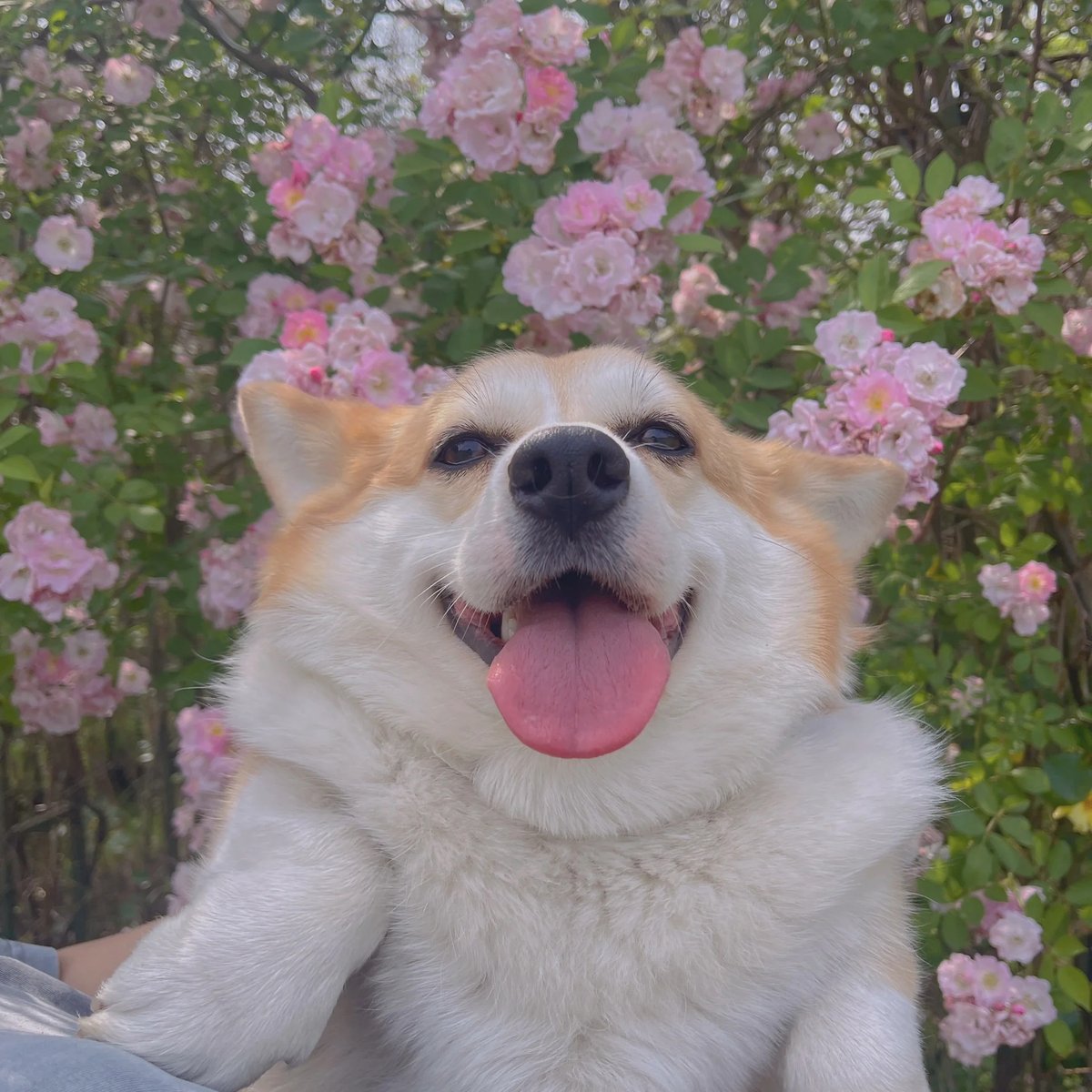 everg766700's tweet photo. Corgi puppy Dougal is 6 months old today! From wobbly zoomies to full-length tail wags, every silly step of his growth is my favorite little joy ， https://t.co/mTVkr6L6lb