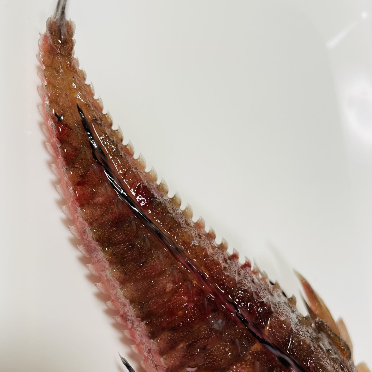 MLavca's tweet photo. 私が大好きな最高にかっこいい深海魚🐟✨
オニキホウボウ！！！ https://t.co/K3pJIFQFt2