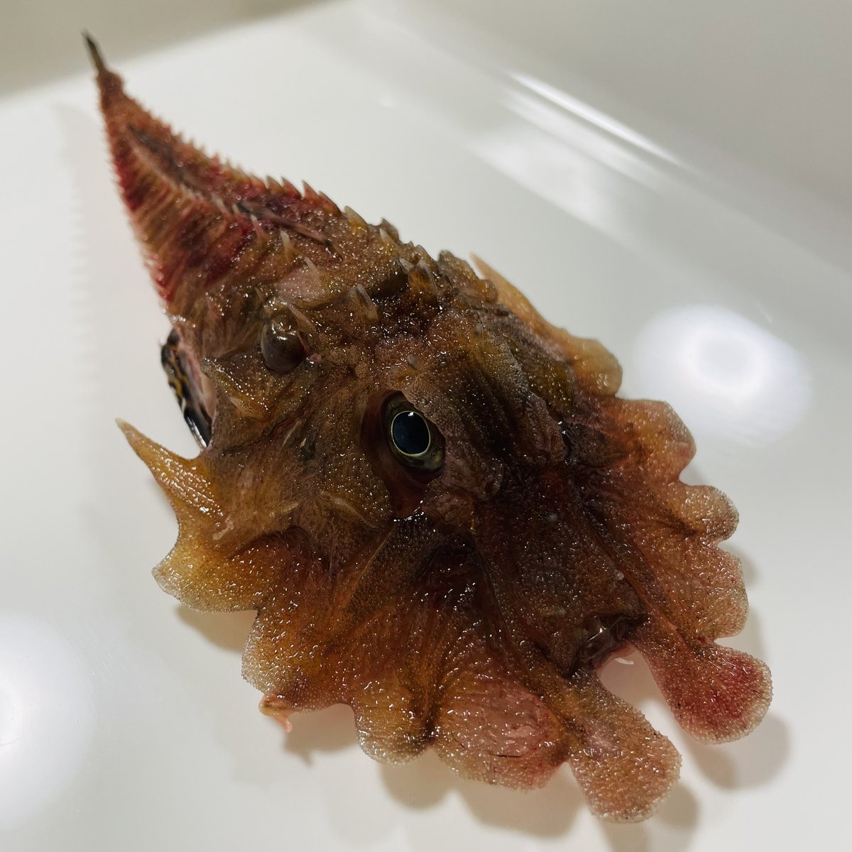 MLavca's tweet photo. 私が大好きな最高にかっこいい深海魚🐟✨
オニキホウボウ！！！ https://t.co/K3pJIFQFt2