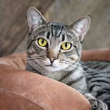 sachikoko's tweet photo. 🙏🏽PLZ SHARE
💓Handsome 7YO Brown #Tabby Kitty "COLORADO"💓
🔊Waiting 4 A🏘 #FureverHome🏘Since Aug. 2021
▶4 INFO https://t.co/5Rc5JccTdv
📹https://t.co/rKnnP0rq2m
🙏🏽#AdoptDontShop
#Acampo, #CA #SanJaoquinCounty #Lodi
✅CATS✅ADULTS @AdoptRescueCats
#ForgottenSoulsHour #US #CATS https://t.co/IwE8325RIi