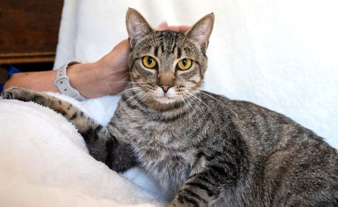 sachikoko's tweet photo. 🙏🏽PLZ SHARE
💓Handsome 7YO Brown #Tabby Kitty "COLORADO"💓
🔊Waiting 4 A🏘 #FureverHome🏘Since Aug. 2021
▶4 INFO https://t.co/5Rc5JccTdv
📹https://t.co/rKnnP0rq2m
🙏🏽#AdoptDontShop
#Acampo, #CA #SanJaoquinCounty #Lodi
✅CATS✅ADULTS @AdoptRescueCats
#ForgottenSoulsHour #US #CATS https://t.co/IwE8325RIi