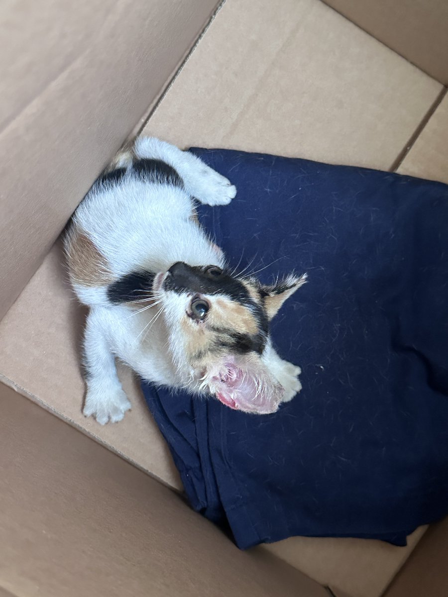 Benny_cosmic's tweet photo. 🚨 대전 아기고양이 임보처 구합니다 🚨
📍 8/27 대전 동구 구조
🐱 여아 / 약 2개월 / 1kg
✔️ 기본검진 완료
✔️ FPV·지알디아 음성
✔️ Advocate 도포 완료
현재 구조자 집에 노묘가 있어 장기간 보호가 어려워 임보처를 찾고 있는중.
🙏 짧은 기간이라도 임보 가능하신 분은 DM 부탁드립니다. https://t.co/Ig0yTxXYnH