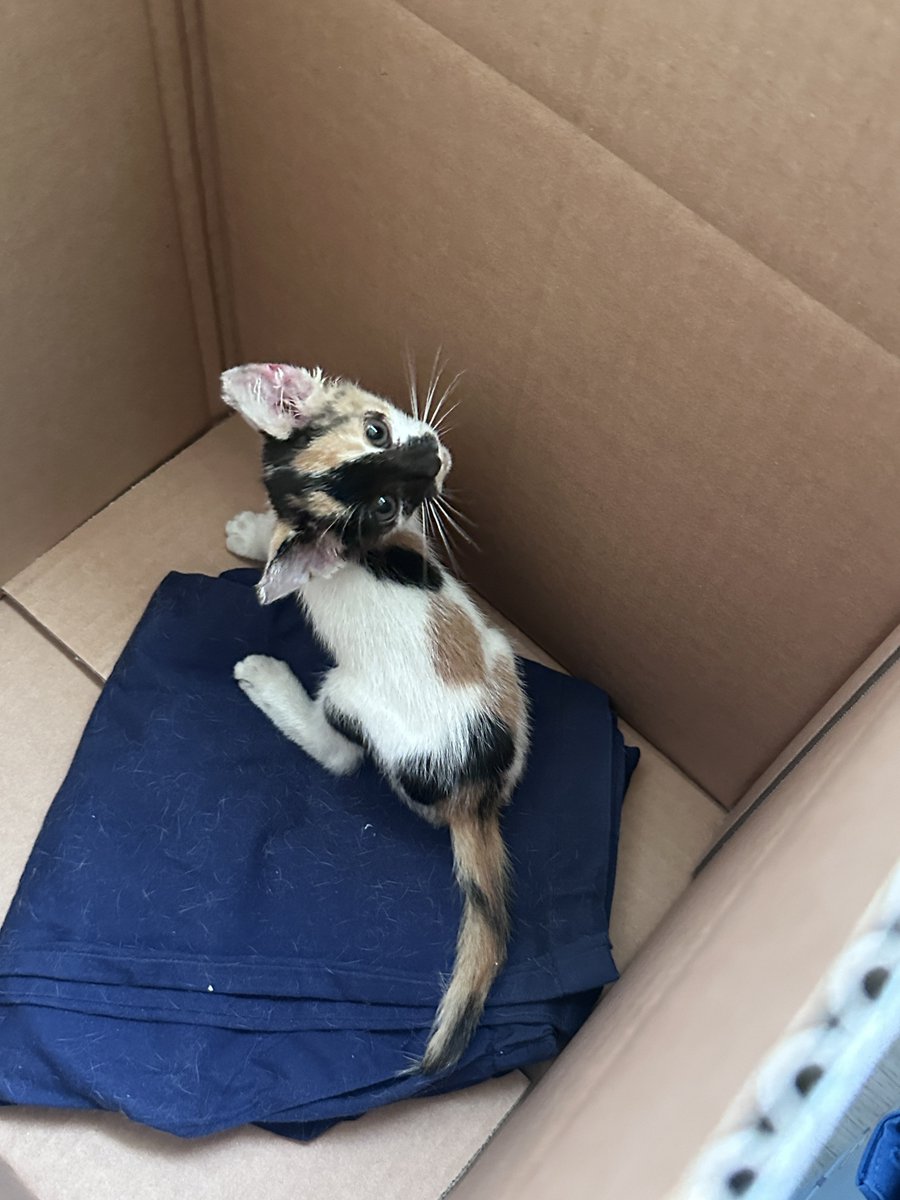 Benny_cosmic's tweet photo. 🚨 대전 아기고양이 임보처 구합니다 🚨
📍 8/27 대전 동구 구조
🐱 여아 / 약 2개월 / 1kg
✔️ 기본검진 완료
✔️ FPV·지알디아 음성
✔️ Advocate 도포 완료
현재 구조자 집에 노묘가 있어 장기간 보호가 어려워 임보처를 찾고 있는중.
🙏 짧은 기간이라도 임보 가능하신 분은 DM 부탁드립니다. https://t.co/Ig0yTxXYnH