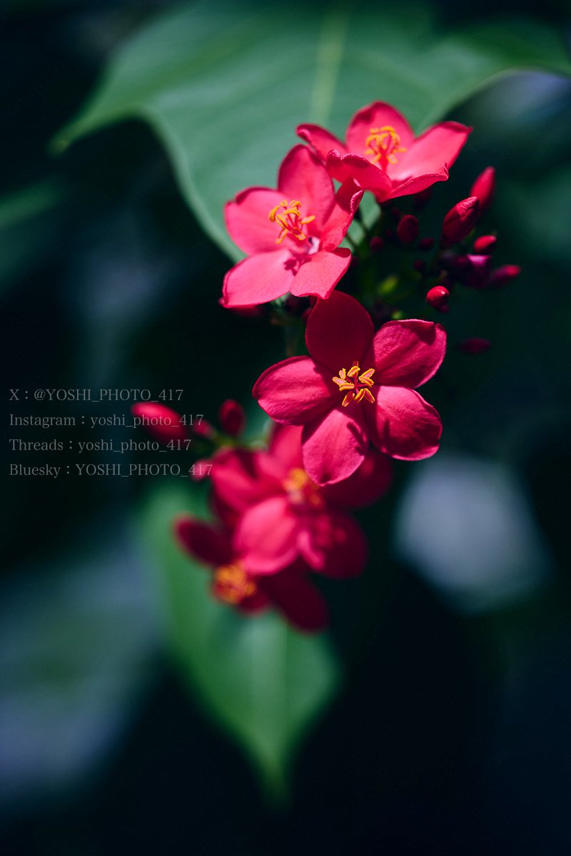 YOSHI_PHOTO_417's tweet photo. 【花】
小さき花も咲き誇り。 https://t.co/LawNy0TNMy