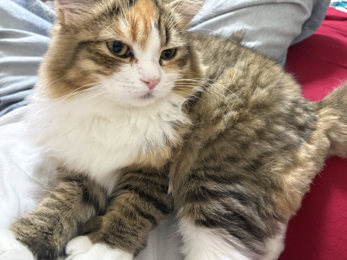 Amesk_spcolla's tweet photo. うちの猫美人すぎん？ https://t.co/vMeYoTvKG4