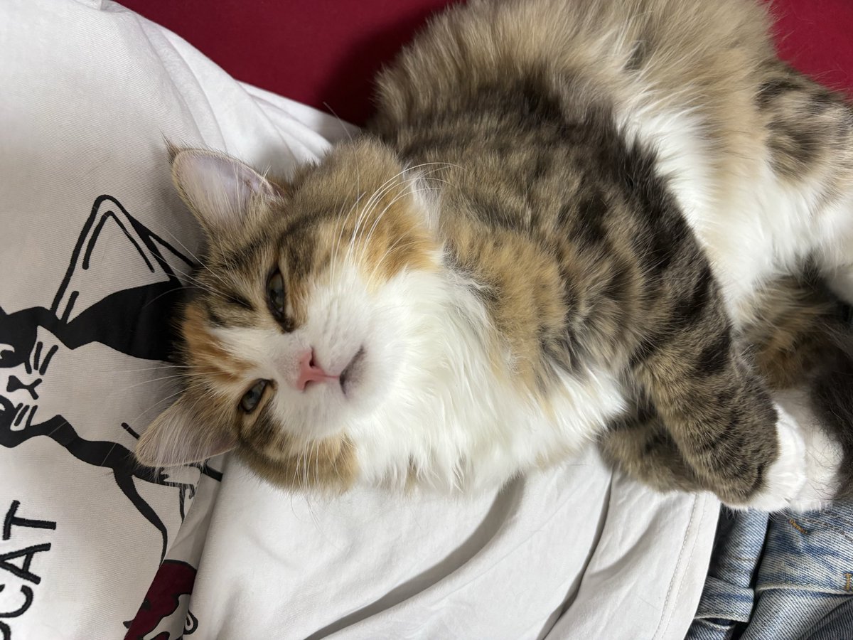 Amesk_spcolla's tweet photo. うちの猫美人すぎん？ https://t.co/vMeYoTvKG4