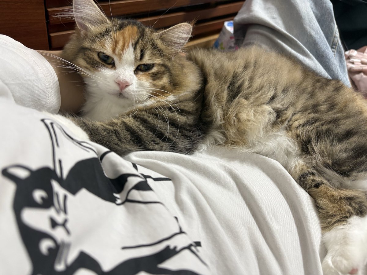 Amesk_spcolla's tweet photo. うちの猫美人すぎん？ https://t.co/vMeYoTvKG4