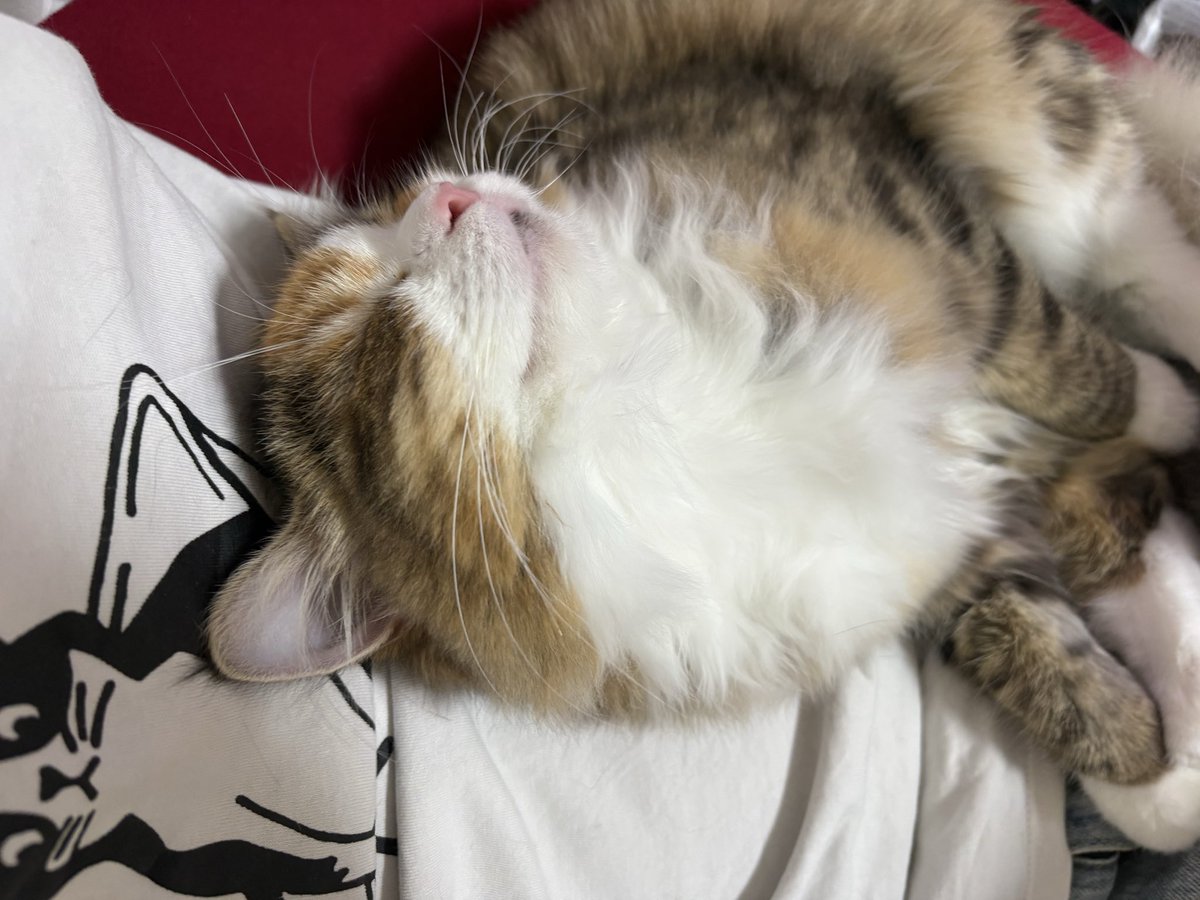 Amesk_spcolla's tweet photo. うちの猫美人すぎん？ https://t.co/vMeYoTvKG4