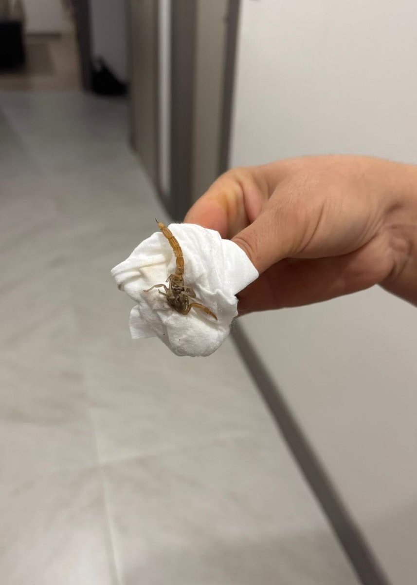 taghaberleri's tweet photo. İstanbul’da bir çok ilçede başta Üsküdar ve Kağıthane olmak üzere evlerde akrepler görülmeye başladı. https://t.co/2Yahgn3k5z