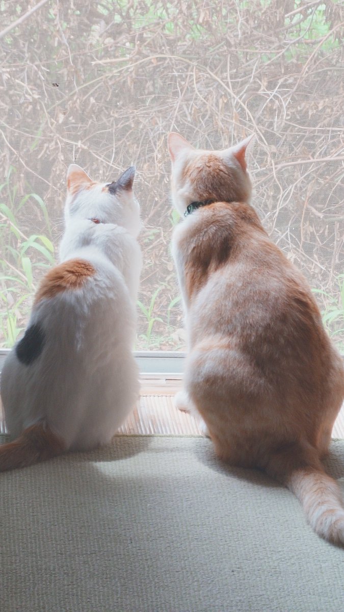 naomissile's tweet photo. 星星のワクチン行って来た。5.5キロ。デブってほどではないけど、デカイ…半年おねぇさんの猫猫が子供に見えるよ…。
そして、星星は、診察台の上でシッコ漏らしましたｗ体はデカイけど、気は小さい… https://t.co/jUCuLAZWlH