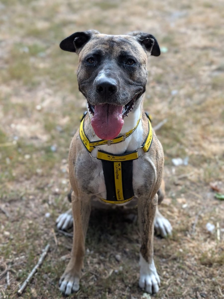 DT_Kenilworth's tweet photo. Just a collection of a few of our favourite photos of the beautiful Ella! πΆπΈ
Which ones your favourite? π
#RescueDog #AdoptMe #INeedAHome #Rehome #Adopt #Lurcher #DogLovers https://t.co/6UihJAt2iT