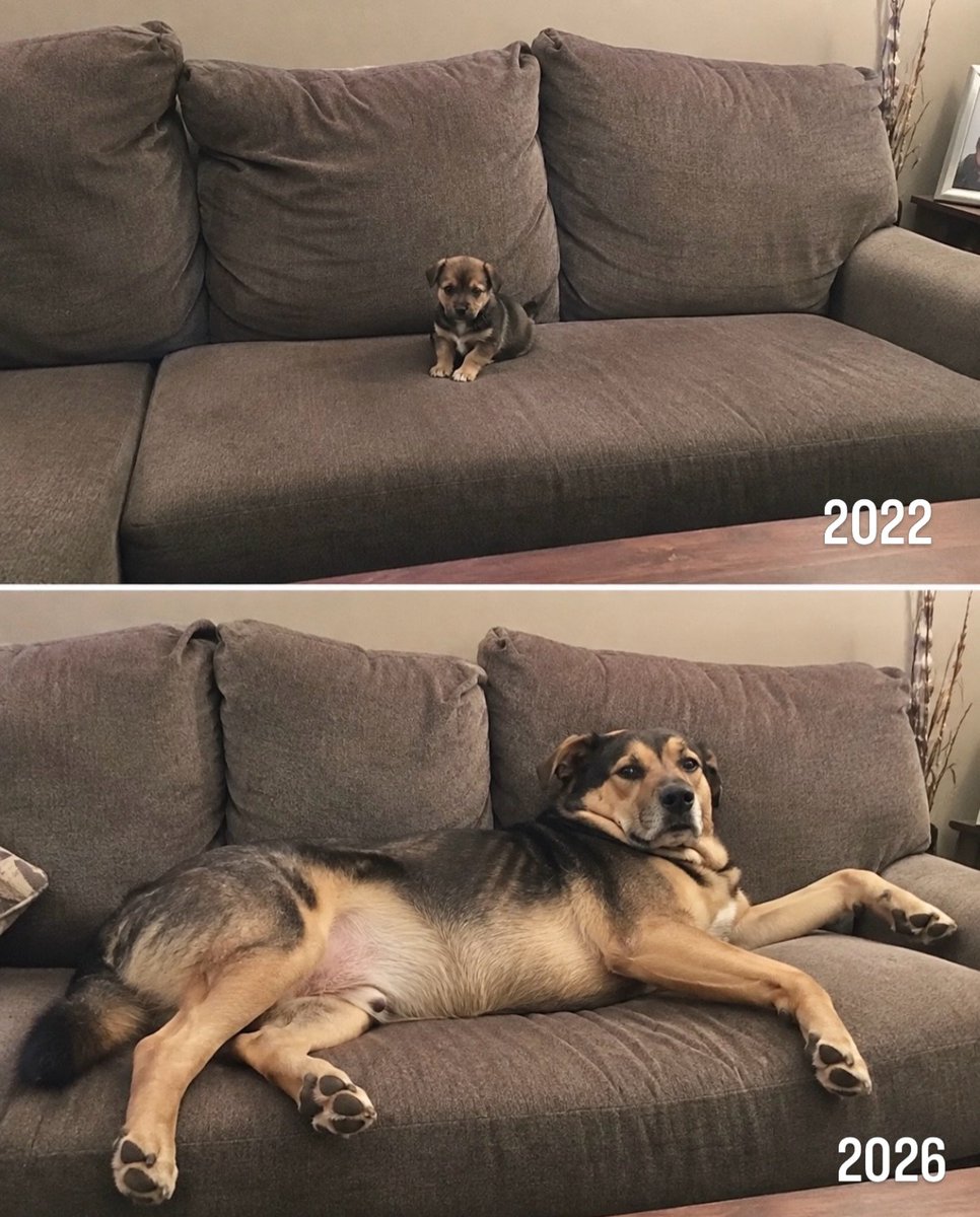 TheAdorablePups's tweet photo. https://t.co/iQFxzr68NI