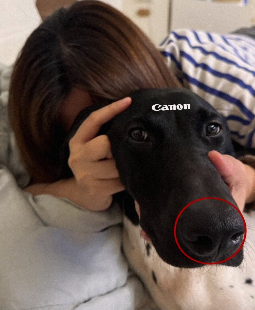 TheAdorablePups's tweet photo. https://t.co/m9unTG5PA0