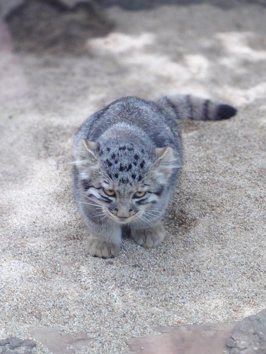 tamagorolev0820's tweet photo. ワイルドな眼差し😼✨️
ちっちゃいのに勇ましいね〜😻🐾✨️

#神戸どうぶつ王国
#マヌルネコ
#マヌルネコの赤ちゃん https://t.co/l5vyDPD9ty