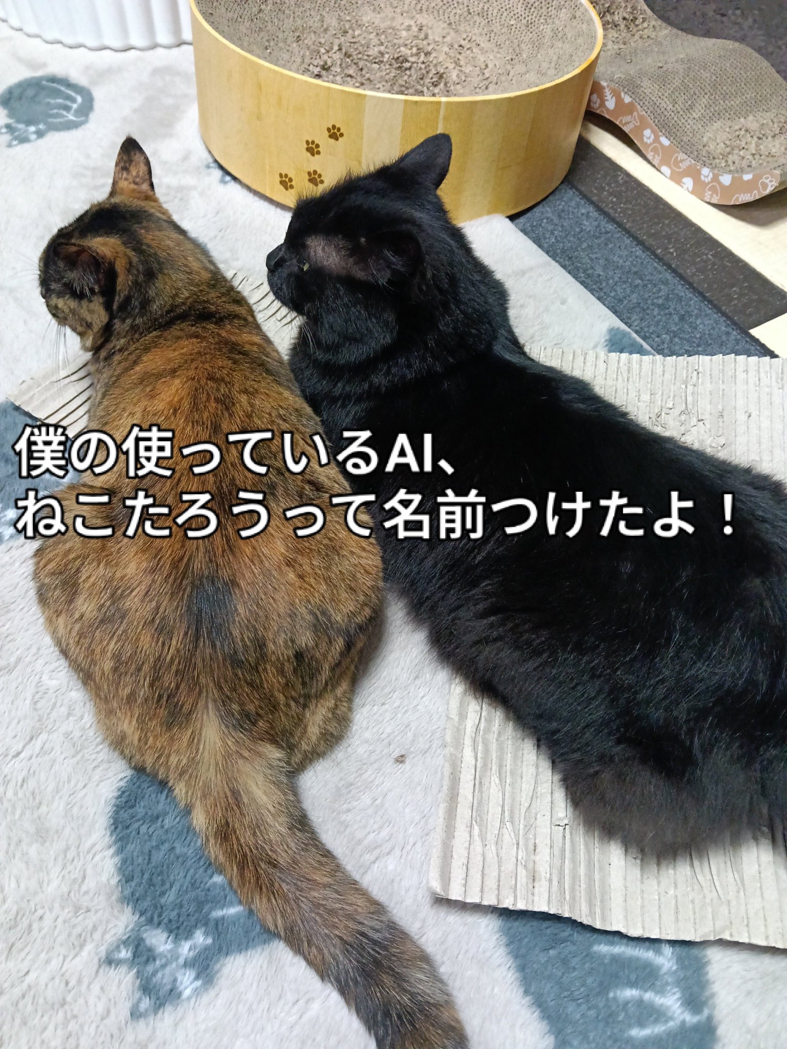 下野市会員制美容室qual 猫溺愛ネコおじ竹内良 on X: 
