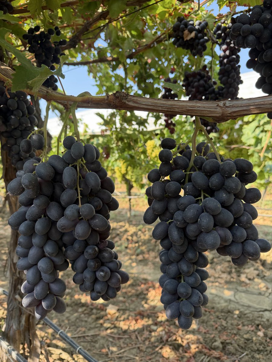 FSeedles's tweet photo. Manisa Sarıgöl deki bağlarımızda ürettiğimiz Türkiye nin ilk ve tek çekirdeksiz siyah üzümü #Fantasyseedless i sunmaktan gurur duyarız 🌸🍇 
Türkiye nin her yerine anlaşmalı kargo ile gönderi yapılmaktadır. Kg fiyatı 100 TL artı kargo 
@nurhancetinkaya https://t.co/7540MPztZb