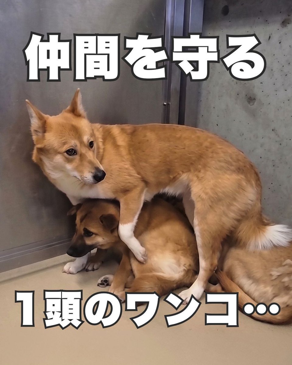 PeaceWankoJapan's tweet photo. 仲間を守る、1頭のワンコ…(1/5) 
#ピースワンコ #犬 https://t.co/7oyaqzjkSF