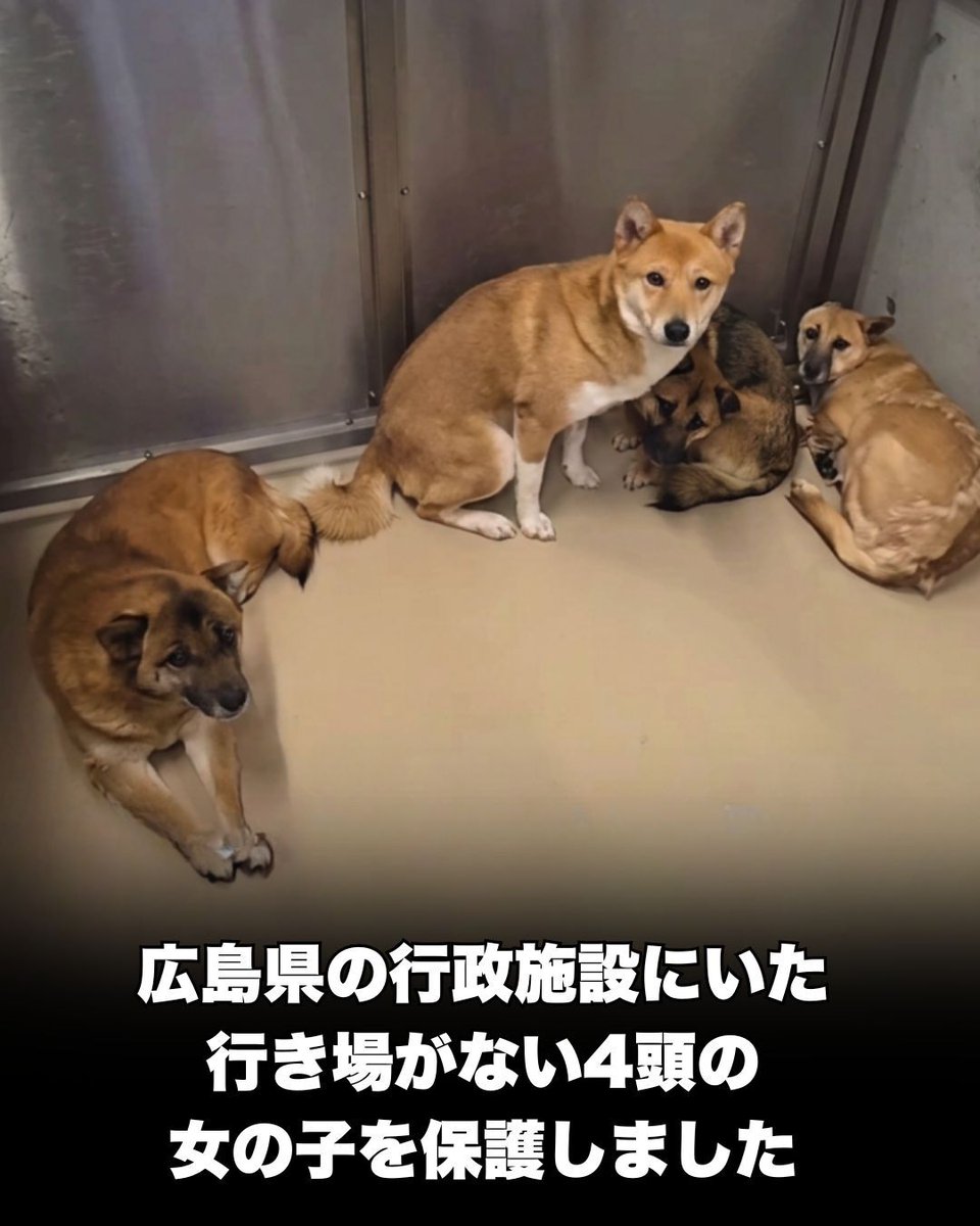 PeaceWankoJapan's tweet photo. 仲間を守る、1頭のワンコ…(1/5) 
#ピースワンコ #犬 https://t.co/7oyaqzjkSF