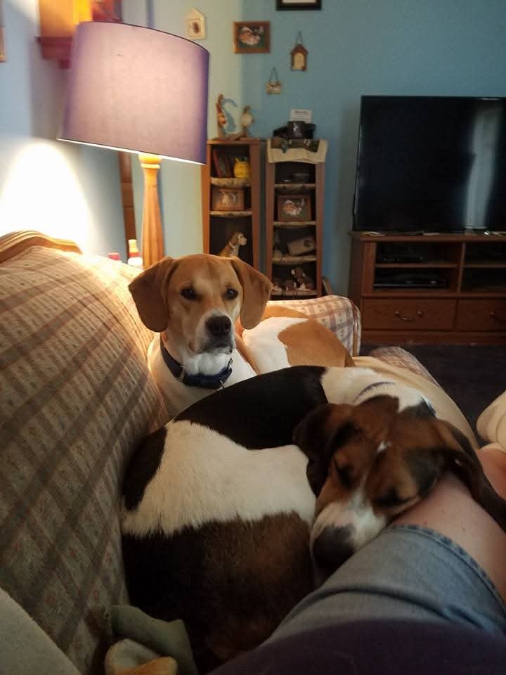 Cog_Dis's tweet photo. August has been a really, really shitty month and it's starting to take its toll on me. Man, do I sure miss my two boys and their unconditional love. #Beau #Louie 🌈🐕 https://t.co/5c3MBLx45x