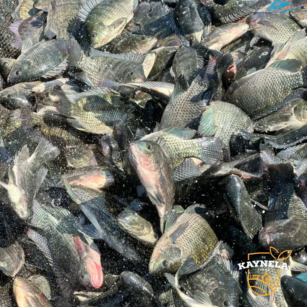 kaynelafarmsltd's tweet photo. Did you know fish farming is one of the fastest growing food production systems in the world?

Our ponds are home to fish raised the sustainable way - balance water quality and natural feeding cycles

There's more happening beneath that calm pond surface than meets the eye! Come visit and learn firsthand.😊

#FishFarming #Aquaculture #KaynelaFarms #FarmEducation #exploreuganda