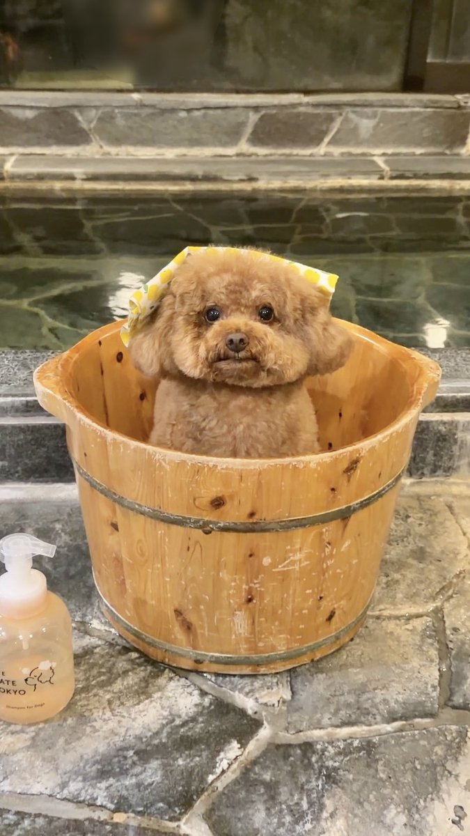 uni_toypoodle's tweet photo. https://t.co/VHvhyLquOo