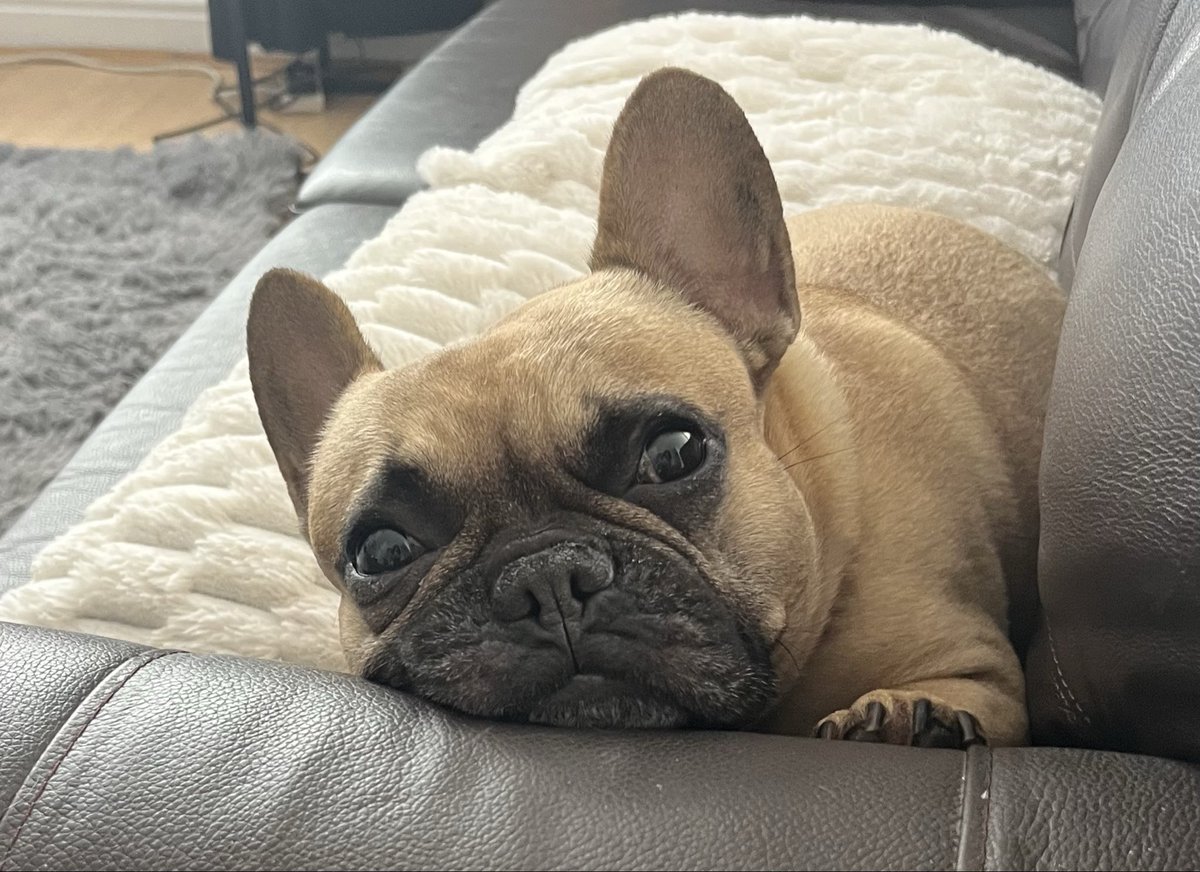 Liz73542671's tweet photo. Happy Thursday all, love Saffy & Liz 💕🐾🐶. My little beauty 🥰🐶🐾 #frenchbulldogs #dogsofX #dogsofTwitter https://t.co/FGI1uipJyx
