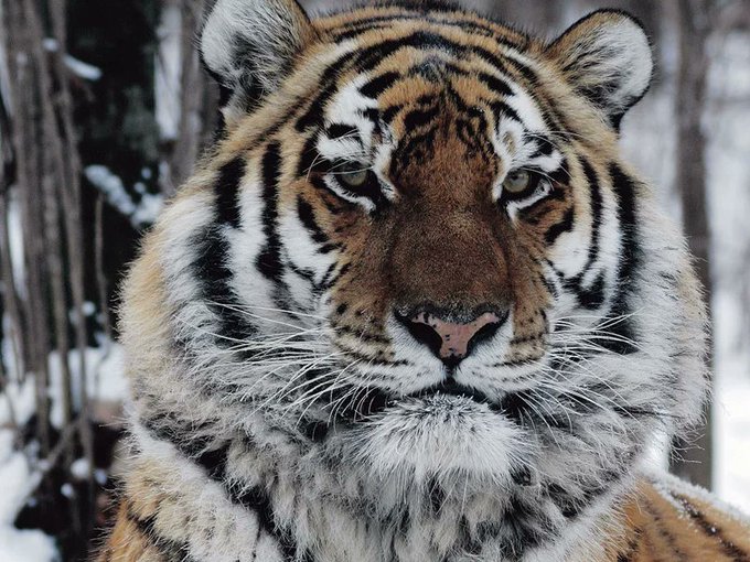 Rainmaker1973's tweet photo. The story of the tiger that in 1997 was wounded by a poacher who also stole part of its kill: the tiger found the poacher's cabin, destroyed his belongings, waited at least half a day for him to return, then killed and ate him.

The tigers that populate Siberia are commonly referred to as Siberian tigers, but they are more accurately known as the Amur tiger. They can weigh over 500 pounds and can be more than 10 feet long nose to tail, capable of jumping as far as 25 feet.

Poacher Vladimir Markov met a grisly end in the winter of 1997 after he shot and wounded an tiger, and then stole part of the tiger's kill.

The injured tiger hunted Markov down in a way that appears to be chillingly premeditated. The tiger staked out Markov's cabin, systematically destroyed anything that had Markov's scent on it, and then waited by the front door for Markov to come home.

It wasn't an impulsive response. The tiger was able to hold this idea over a period of time. The animal waited for 12 to 48 hours before attacking.

When Markov finally appeared, the tiger killed him, dragged him into the bush and ate him.
