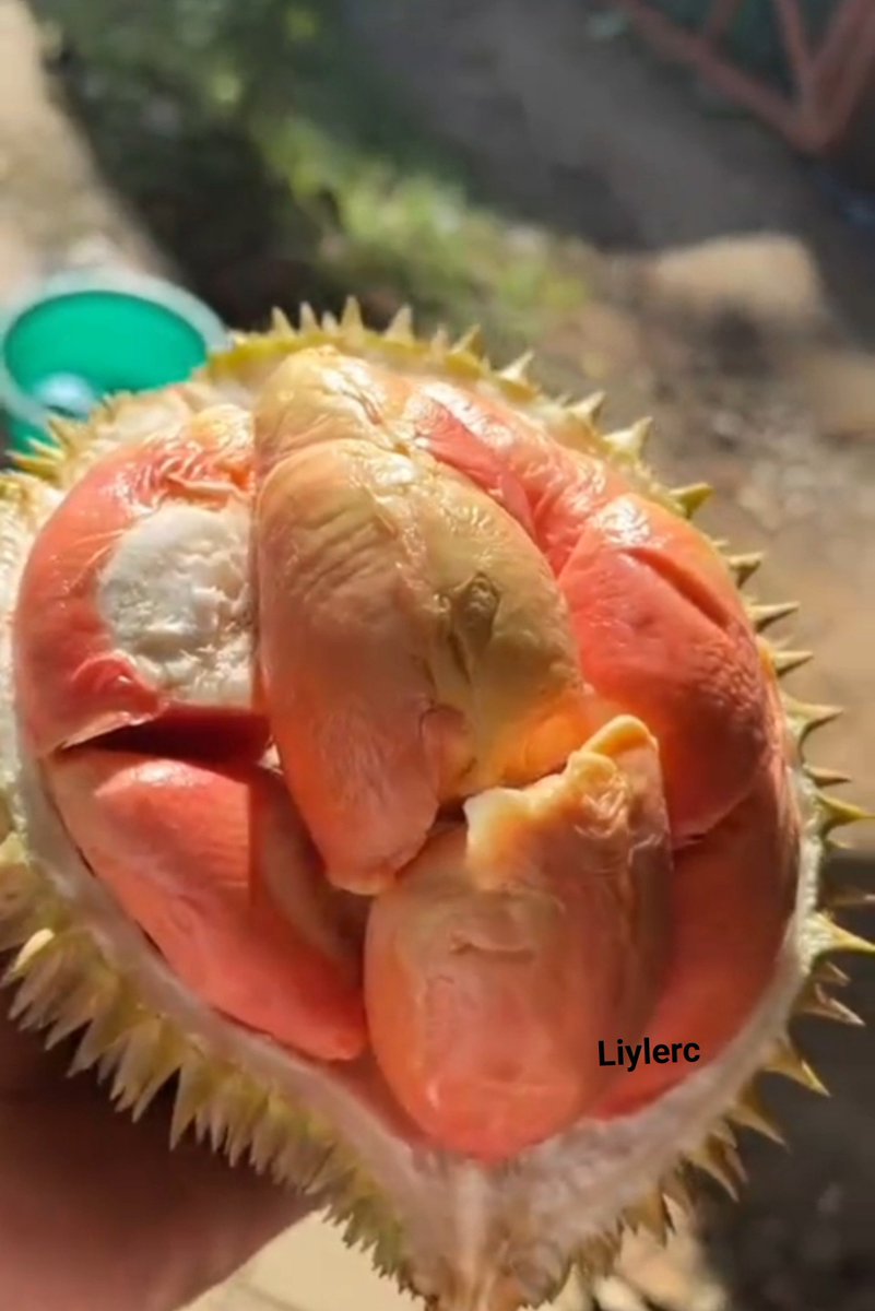 Liylerc's tweet photo. Siapa mau durian pinky? https://t.co/KYFSbKefnh