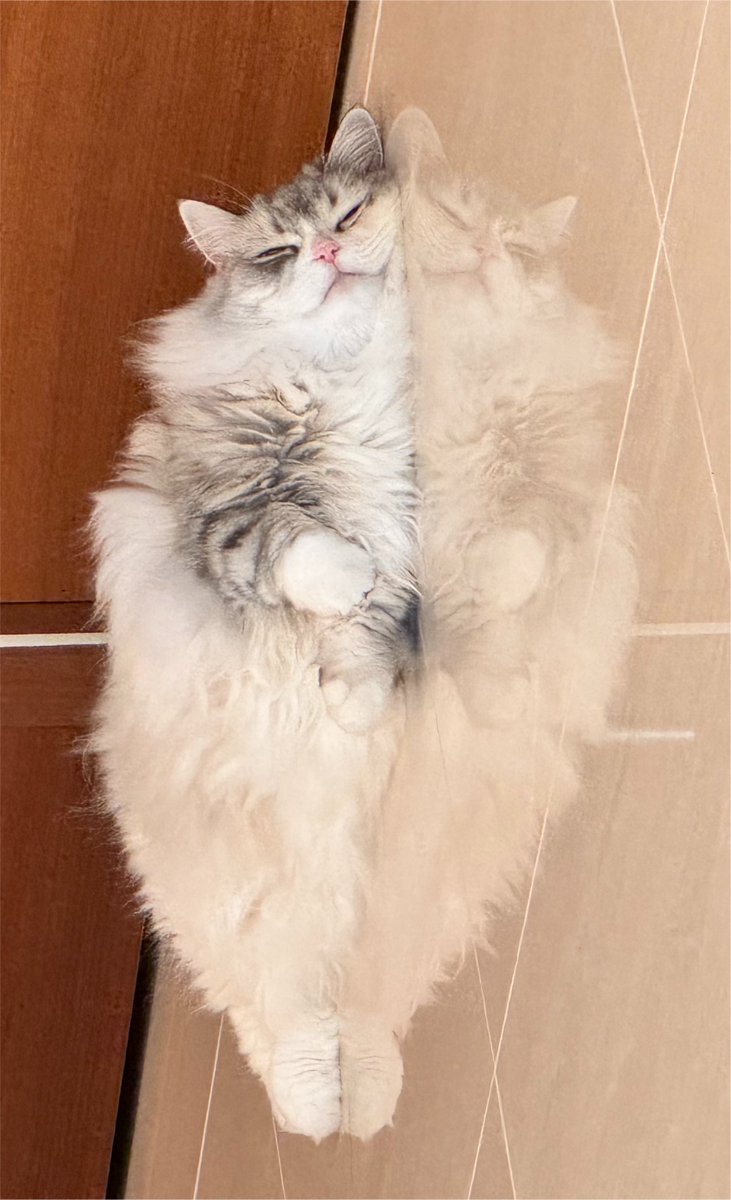 Yui____pi's tweet photo. 鏡像猫 https://t.co/pB5WrkL3CC