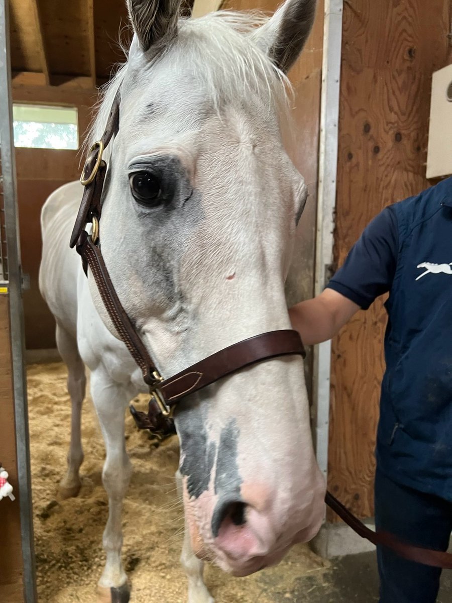 netkeiba's tweet photo. 謙聞録ロケ

スルーセブンシーズ🐴
エイシンフラッシュ🐴
ハヤヤッコ🐴 https://t.co/EJiC5AWwmW
