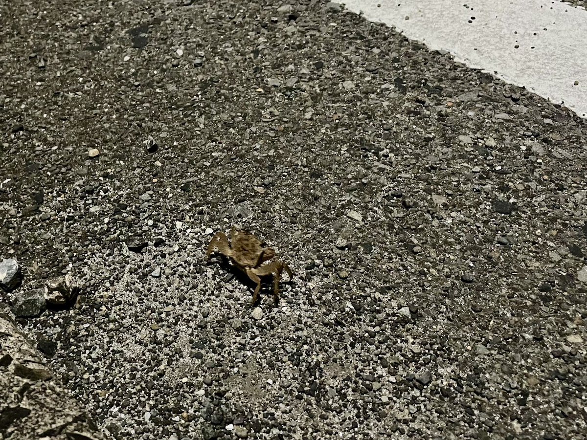 taka_calmtime's tweet photo. 散歩中)

えっっっ デカい 虫！？！？
(虫が苦手ってより恐怖)

って思ったら カニ

えっっっっ かっっ カニ！？！ https://t.co/47gdLPTuF1