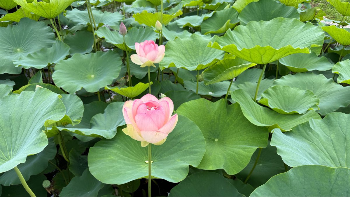 il0vsuu's tweet photo. 연미새🪷 https://t.co/zcKHtSQg4n