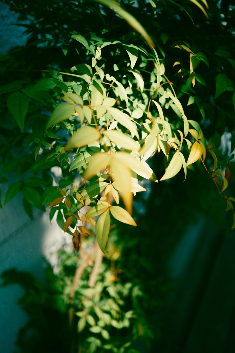 sho__pic tweet picture