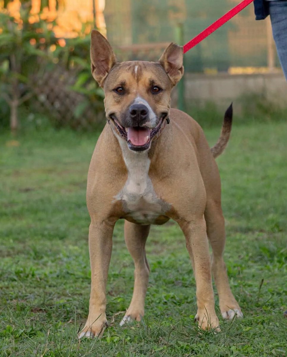 SosAbuelos1's tweet photo. #BARCELONA
#ROCKO tiene 14 años. Lo que no tiene es familia ni edad para seguir viviendo en un box... Su lugar es una casita con cariño, atenciones y cuidados como todo viejito merece

¿Te animas a darle un espacio en tu hogar?
Su adopción no tiene coste

Contacto: 664 12 72 47 https://t.co/Sagw5wHqqy