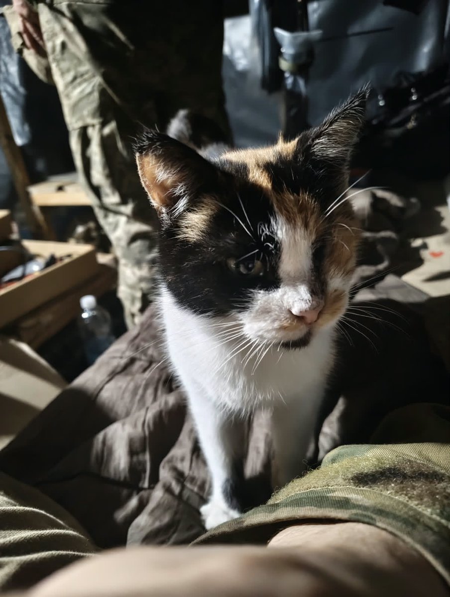 Sayravem's tweet photo. Маю складний випадок.
На бойову позицію на гуляйпільському напрямку прийшла кішка. Лагідна. На вигляд молода

‼️Одне око у неї повністю вигнило

Є невеличкий шанс вивезти її через точку еваку в Запоріжжя.
Але далі немає куди.
Шукаю перетримку або притулок. Все оплачу
#MalvaRescue https://t.co/JeKOP4eQ5f