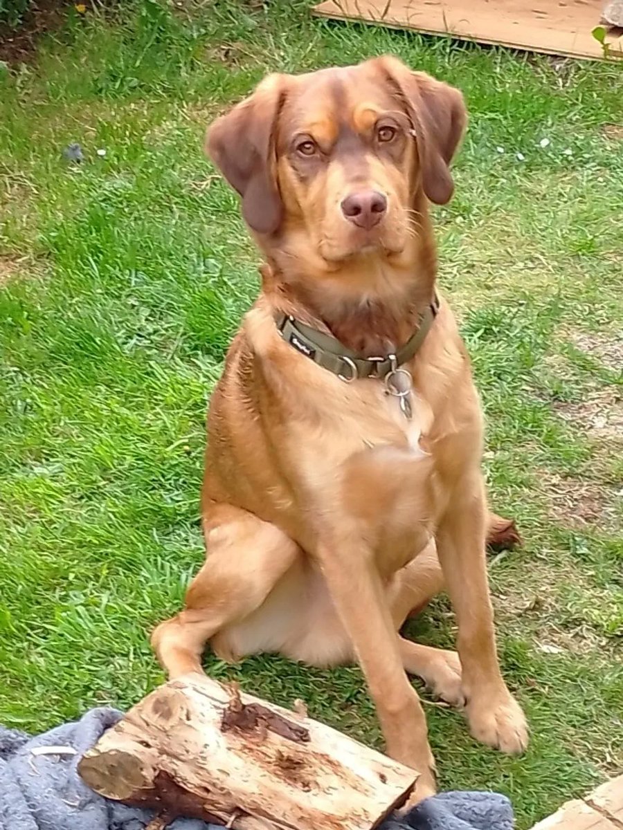 H2RScotland's tweet photo. I'm Eddie - I am looking for new, loving home, could it be you? I'm 11 months old, full of life, love and still learning. I am a mixed breed Spaniel, Lab & Shepherd.
Eddie came to his present owners, from a home as a puppy with four children aged 2-10 where he still goes for sleepovers. His owner feels Eddie would be best suited to a younger family.
Due to his owners poor health, they have had to make this heart breaking decision to have to rehome Eddie.
Eddie is a loving, loyal, faithful & friendly companion, who loves dogs, cats, children and everyone he meets.
He is micro chipped, registered with the vet, he has no medical problems, his last check up with the vet was July, after being neutered.
Eddie is house trained, loves being out in the garden to play, he will need an enclosed garden. He loves his toys.
Eddie loves long walks, his recall is excellent, he is good on the lead, however is very strong, he will need a strong hand and may need some more training on the lead. Because he is so strong children would not be able to take him for walks, may pull a child over.
Eddie doesn't like being alone so he would need a stay at home human in his new family. He is great in the car, however he needs to be fed more than an hour before a journey.
He has half a tin of Butchers Choice of a morning, with a sprinkle of grated cheese, then his dry food added, (likes most dry foods) also partial to treats.
Eddie does tend to jump up at people when first meeting them, this is only for attention, getting patted and made a fuss of. Eddie is gentle, funny and such a loving dog, his owners states " Who ever gets him is getting a great dog, who is smart, handsome and full of love."
Eddie sleeps on his owners bed, or where ever he wants. He will steal socks and the cats food any chance he gets.
If you think Eddie would fit into your family please email info@help2rehome.com for more information.
Sorry we are unable to accept messages to the page or enquiries in comments, please email the address for any enquiries.
Eddie was added to our website this morning at 9.30am.