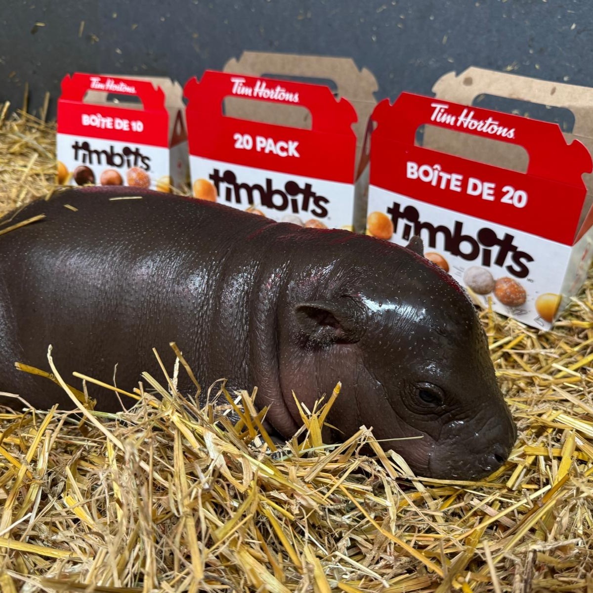 TheTorontoZoo's tweet photo. For scale: #Maple currently weighs 13.2 kg, approximately 528 Timbits 🍩 

No box is big enough for Canada's newest timbit 🍁🦛 @TimHortons  #TZTinyTank https://t.co/aiop2iidQk