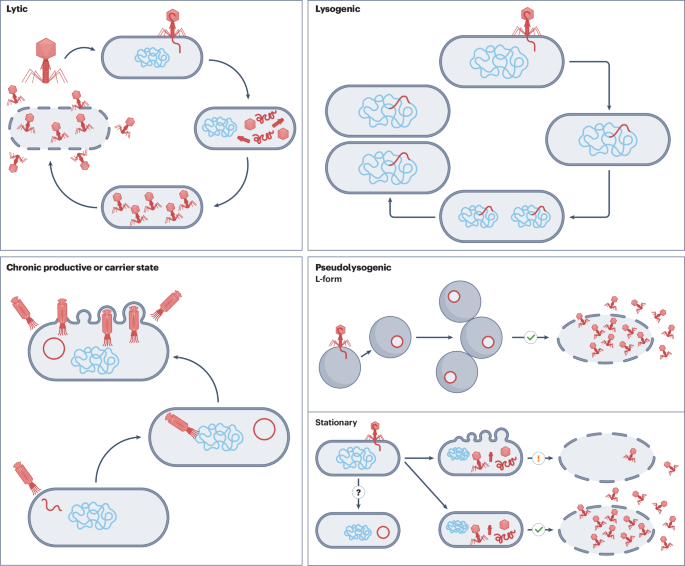 NatureRevMicro's tweet photo. New online! Phage therapy: from basic biology to clinical application https://t.co/dfiAVqgRf0 https://t.co/lr1BZi1Bhy