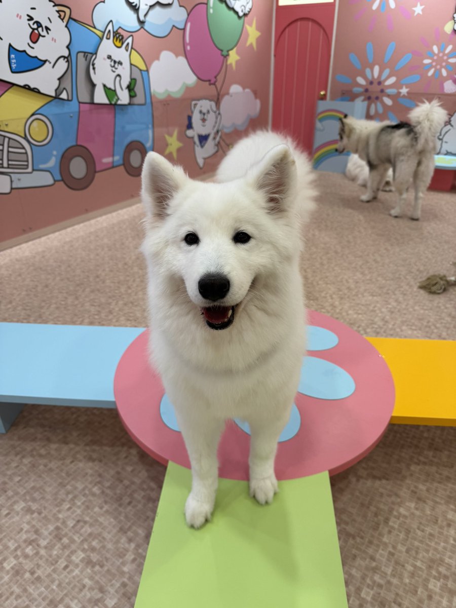 samoyedsmile1's tweet photo. 登れるけど降り方わかんないからおろしてほしいよ〜🐾 https://t.co/GseiuB6GPs