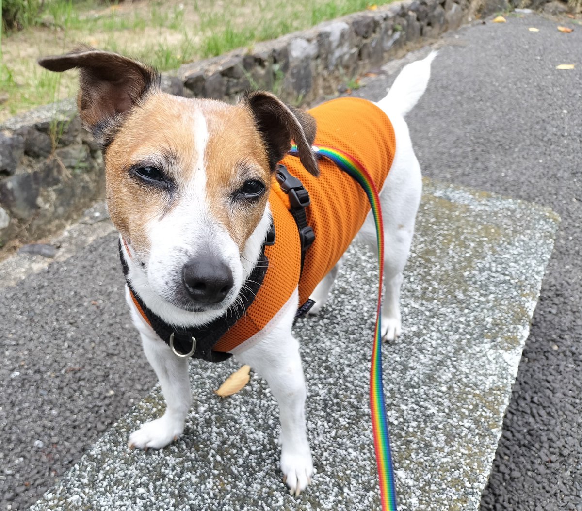 inukochan_games's tweet photo. 🐶ほらほら、おやつ休憩にピッタリのベンチだよ！
と誘ってくるいぬこちゃん
お散歩楽しんでくれてて嬉しいよ(о´∀`о) https://t.co/AE4VIHyjRg