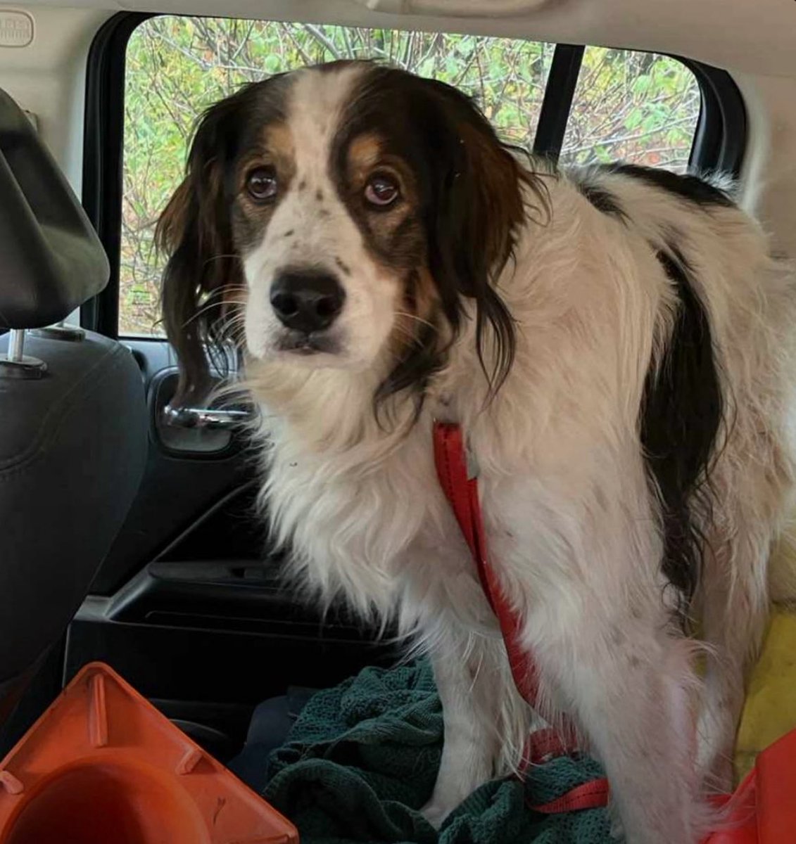 Puppieslover's tweet photo. An 84-year-old man fell at his cabin in Washington and couldn’t get up his dog Gita left him and ran to call a deputy to save his life.

Gita sat in the middle of the road, and refused to get in a deputy’s car. When the deputy tried to move her, she ran down an unmarked path. He followed.

She led him straight to the cabin. The man had been on the ground for hours without his medication.

The sheriff’s office called her a hero. She just knew he needed someone and went to find one.