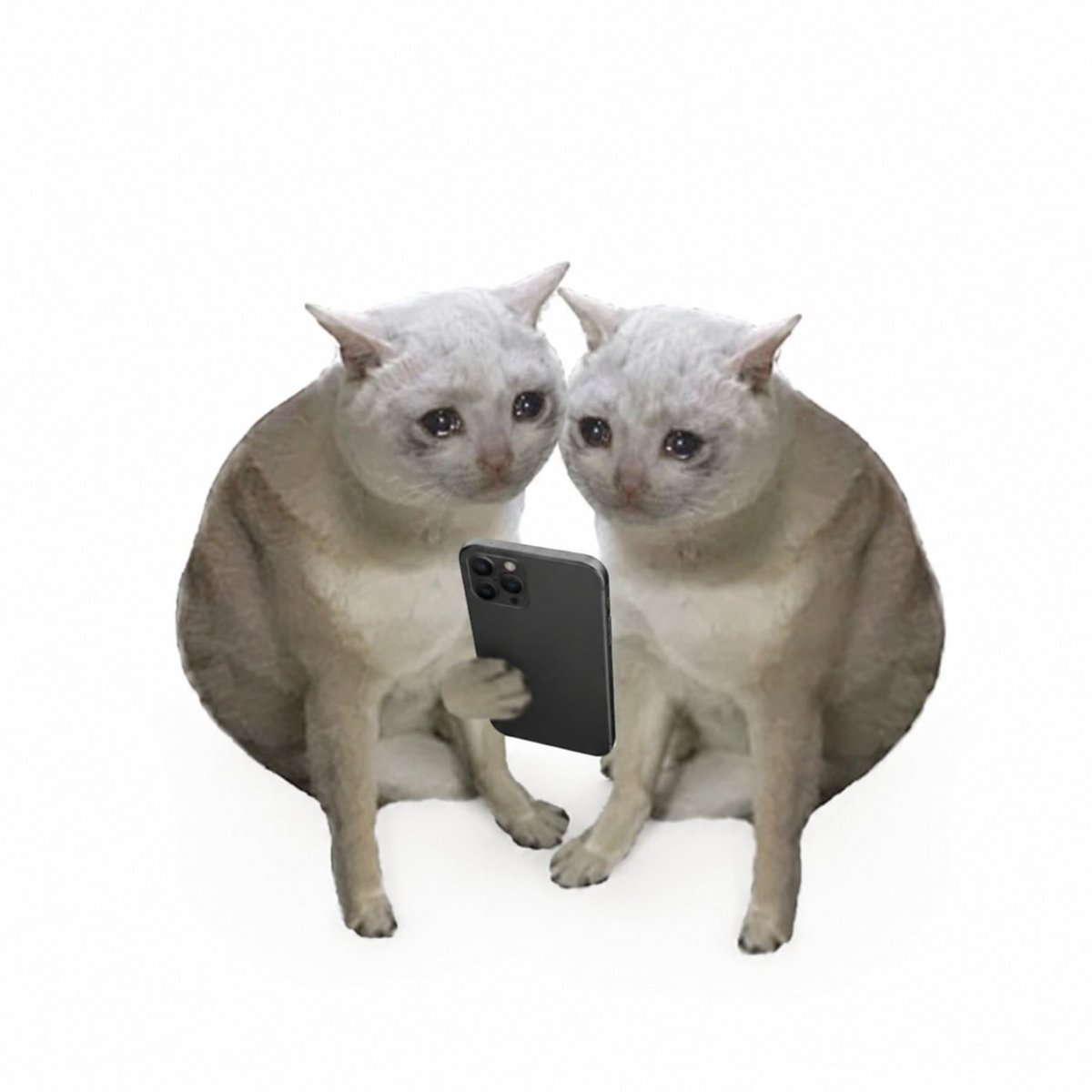 fadedentry's tweet photo. the market is slowly turning everyone into the same thing:

a copycat.

one cat buys.

the other cat copies.

COPYCAT.

Fomo is built around following traders and seeing what they're buying. Pump is pushing feeds, callouts and social discovery.

isn' this the most obvious runner?