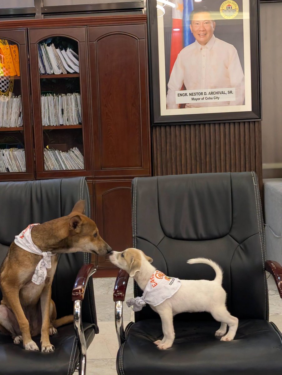 cebudailynews's tweet photo. 170 RESCUED PETS FIND HOMES 

LOOK: Cebu City Mayor Nestor Archival reported a rising number of rescued pets who have found new homes, with 170 dogs and cats adopted from January to August 2026. 

In a social media post, Archival said the figure has already surpassed the total number of adoptees recorded annually in the past, and is a 360-percent increase in adoptions from the 37 adoptions in 2025. 

He also encouraged Cebuanos to adopt and be responsible pet owners, ensuring they are vaccinated, properly cared for, and spayed or neutered. 

“If you are thinking of getting a pet, don't shop. ADOPT,” Archival said, thanking adopters, foster families, volunteers, and donors, including an anonymous one who gave three sacks of dog food to the Cebu City Department of Veterinary Medicine and Fisheries. | Vhenna Marie Mantilla #CDNDigital 

 📷: Nestor Archical/FB