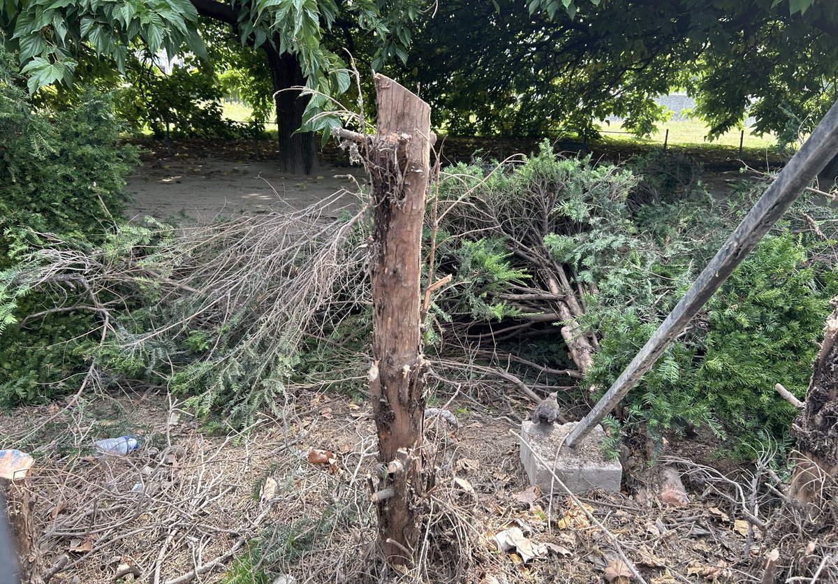 DuprDominique2's tweet photo. 😱 🌳 LE CARNAGE La destruction du #jardin du Mémorial des martyrs de la déportation, inauguré par De Gaulle en 1962, avance très vite. #Paris est une ville qui a une #histoire : il semble bien que la mairie ait décidé de l’effacer, au moment des commémorations de sa libération. https://t.co/1SL1O1Pwq9