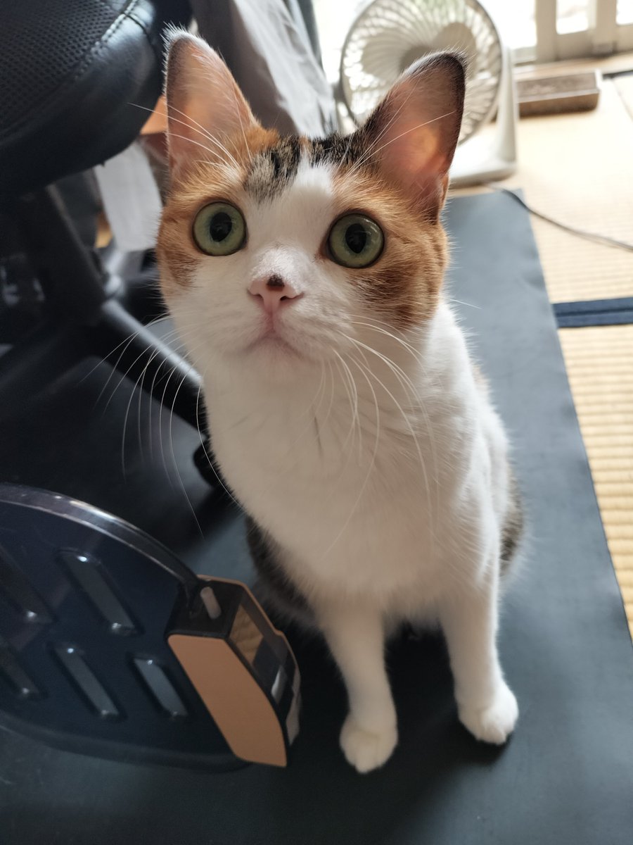 mikenekolala's tweet photo. きょうもいちにちふぁいとしたね！
おつかれさま！
にねんまえのきょうのらら！ https://t.co/mtJXQOpw3d