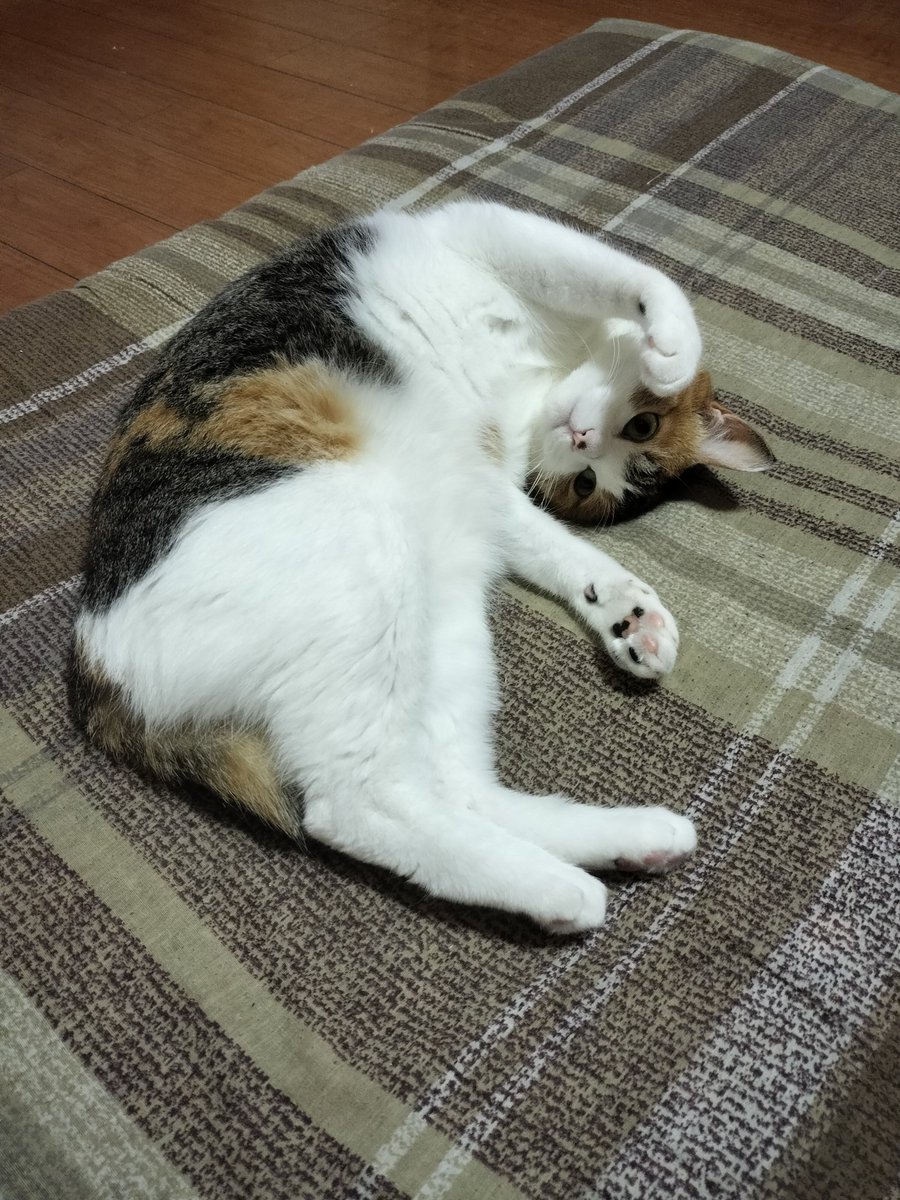 mikenekolala's tweet photo. きょうもいちにちふぁいとしたね！
おつかれさま！
にねんまえのきょうのらら！ https://t.co/mtJXQOpw3d