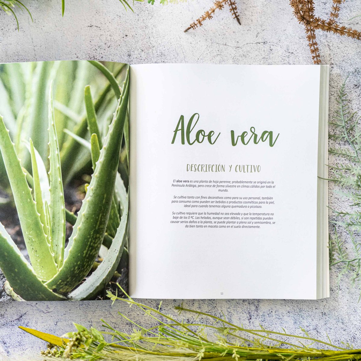 OberonLibros's tweet photo. @HuertadeIvan 20 fichas de plantas con propiedades insecticidas, fungicidas y de abono natural, además de preparados y extractos vegetales que puedes elaborar tú mismo en casa, como antiguamente se hacía. 🌿💚 https://t.co/tFaf0QDQU9